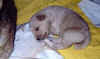 pup3.JPG (45428 bytes)
